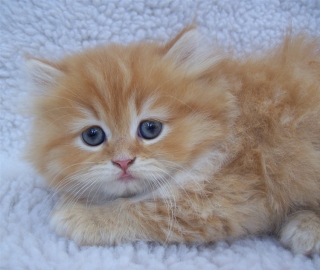  Light Brown Kitten for sale.$500  